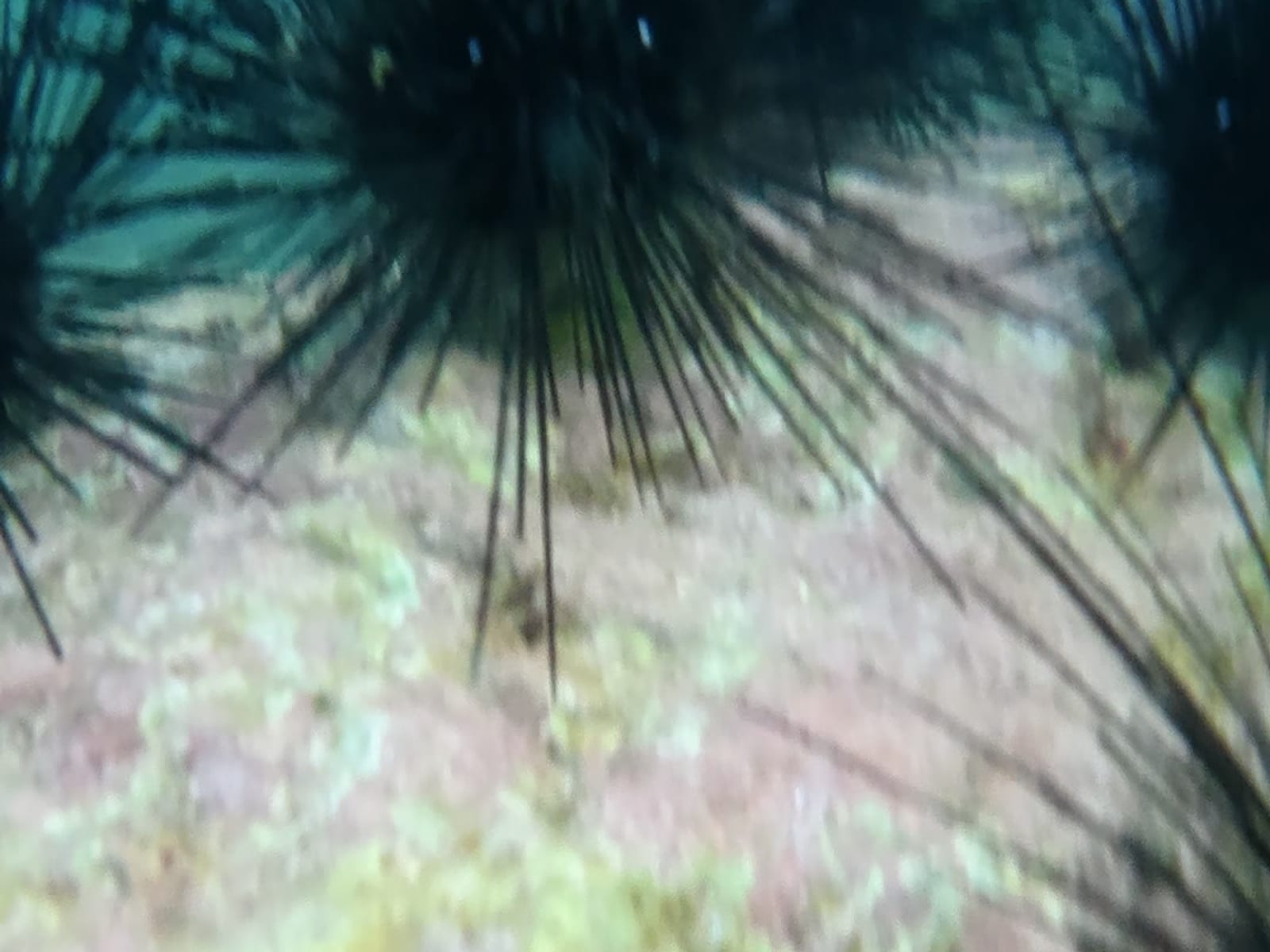 Hookah diving from the boat off Sanmen Island — image 2